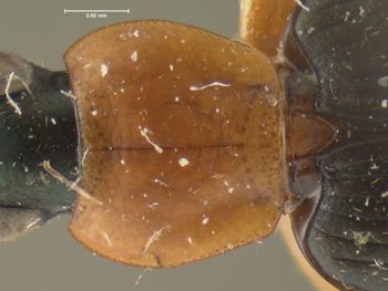 Media type: image;   Entomology 33017 Aspect: pronotum dorsal